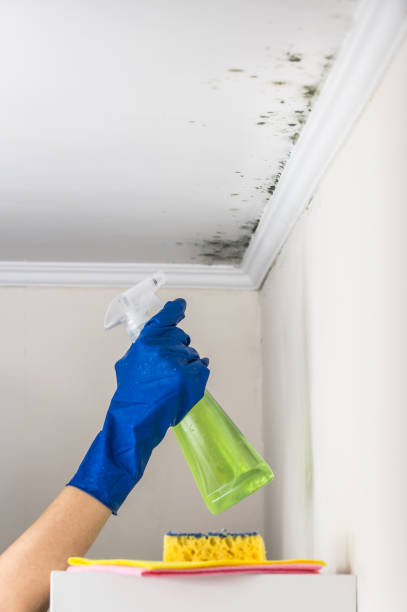 Best Mold Odor Removal Services  in Milford Square, PA